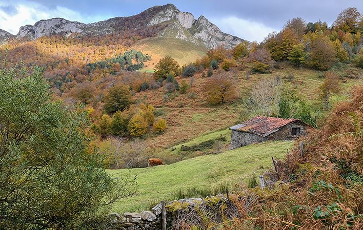 Bosque de Peloño