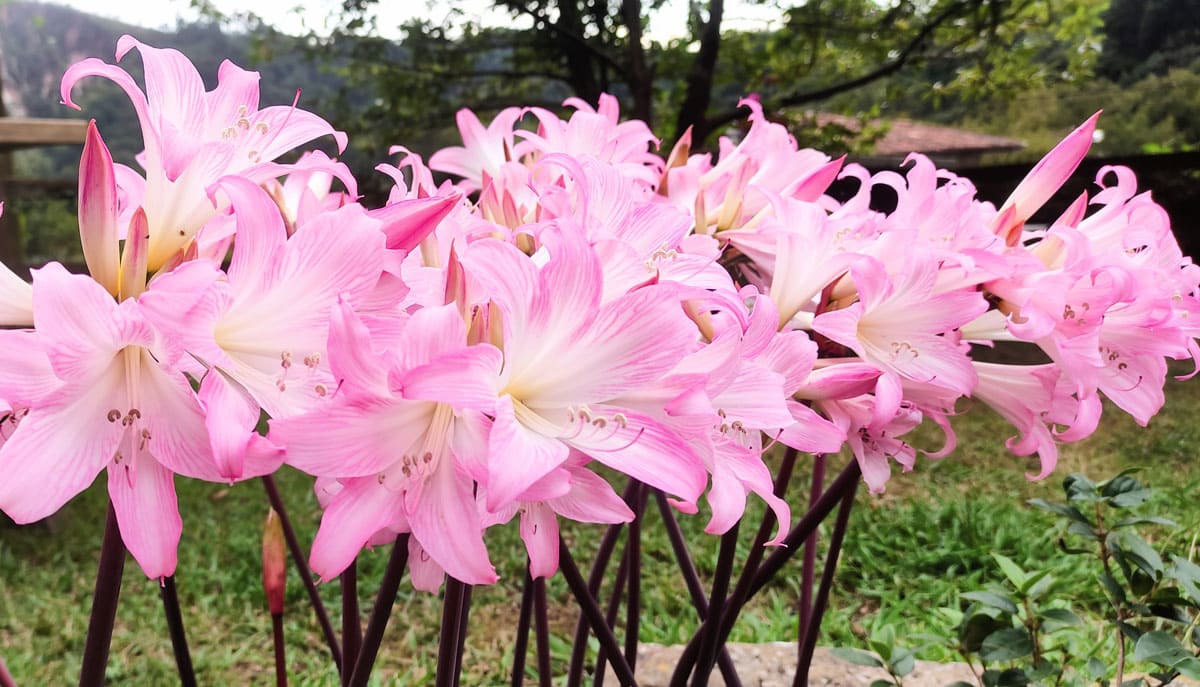 Lirios rosas en el jardín de Casa Florenta